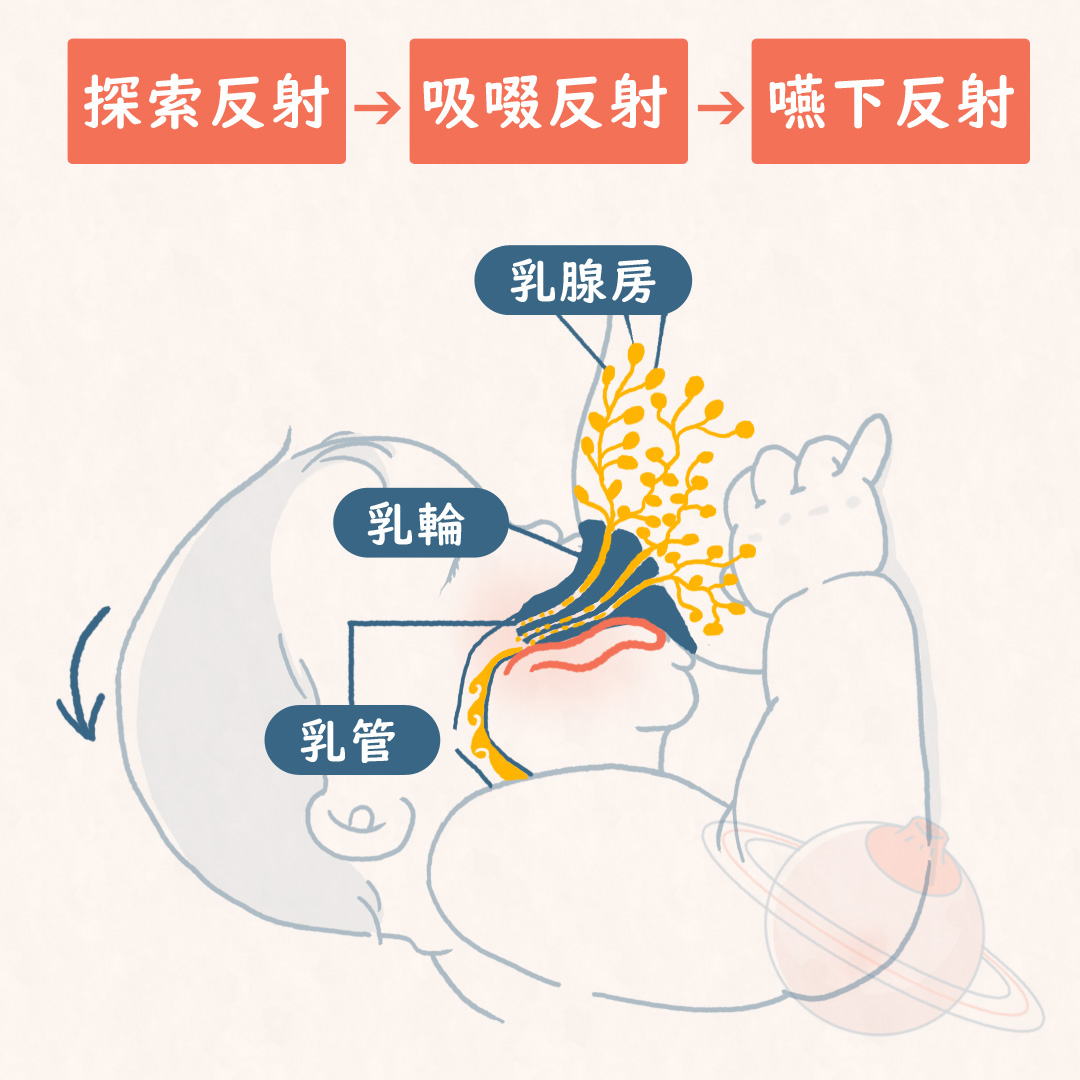 哺乳行動の役割